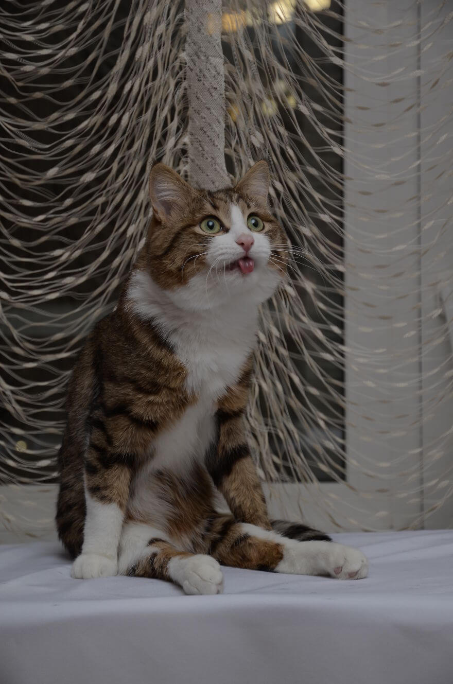 handicapped cat king of bleps 8 (1)