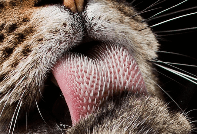 Why Do Cats Stick Their Tongue Out? Find Out Inside