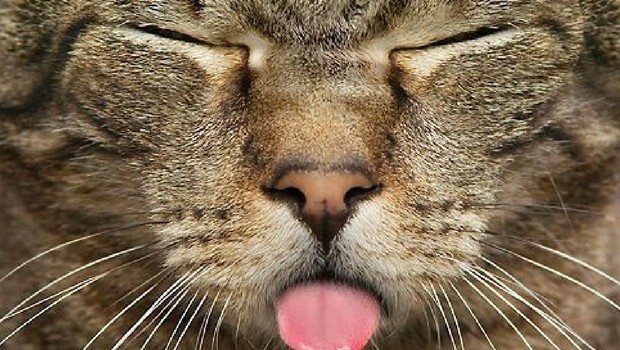 Image result for cat sticking tongue out