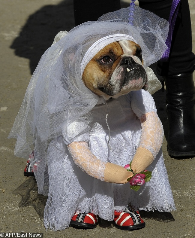 Tank the English Bullodog as the "Runaway Bride" attends the 21st Annual Tompkins Square Halloween Dog Parade in New York on October 22, 2011 The parade of masquerading dogs is the largest Halloween Dog Parade in the US. AFP PHOTO / TIMOTHY A. CLARY