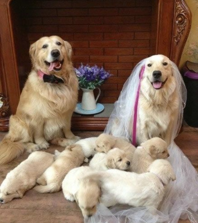 animals-wedding