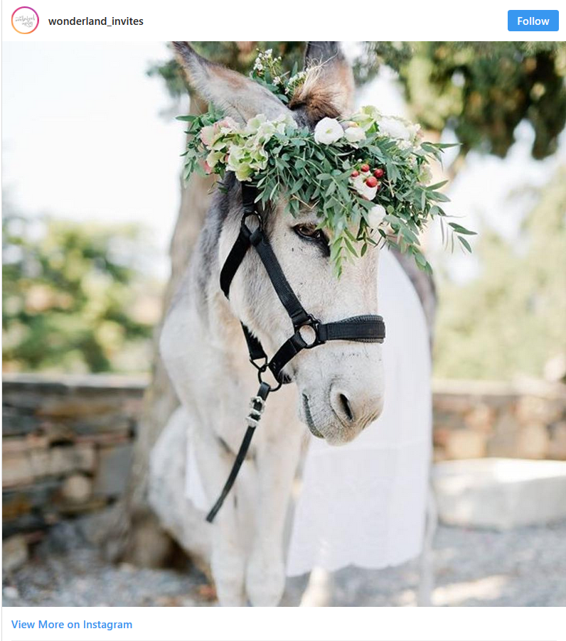 28 Times Animals Wedding Looked Better Than Yours