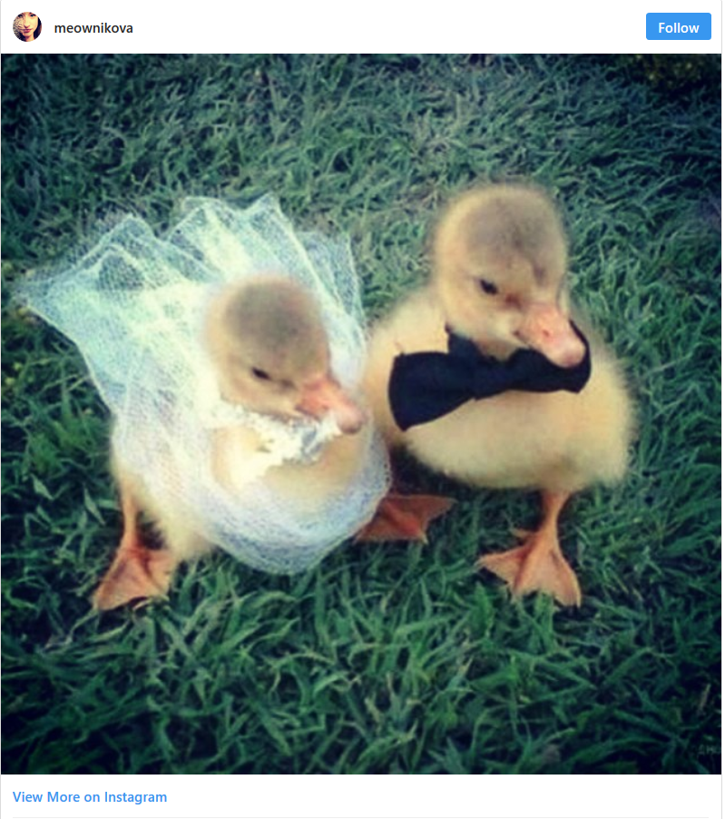 animals-wedding