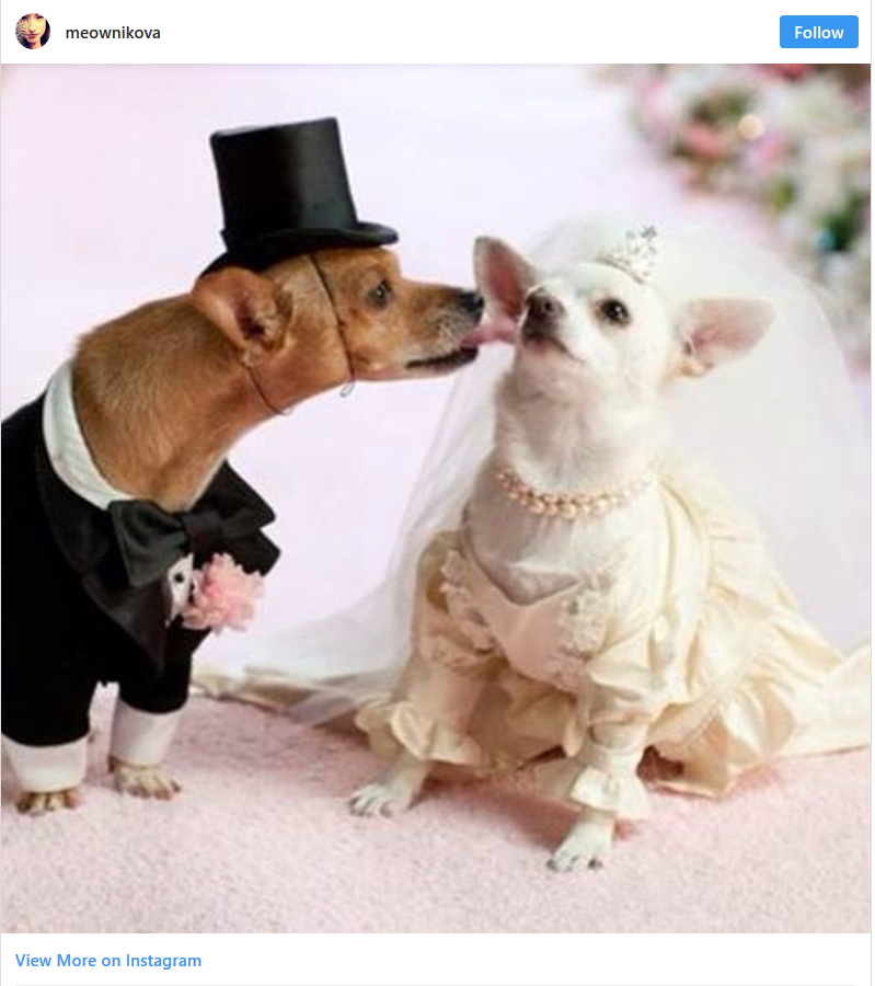 28 Times Animals Wedding Looked Better Than Yours