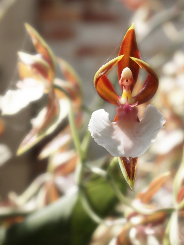 13 Rare Flowers That Look Like They're a Surrealist Sculptor's