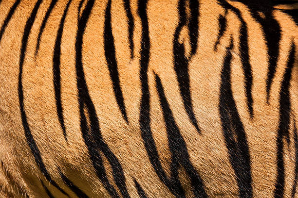 why do tigers have stripes - fur color (1)