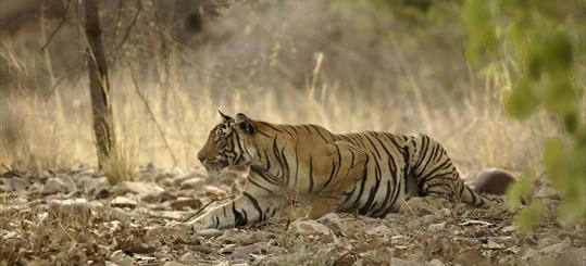 why do tigers have stripes - sneaking up on prey (1)