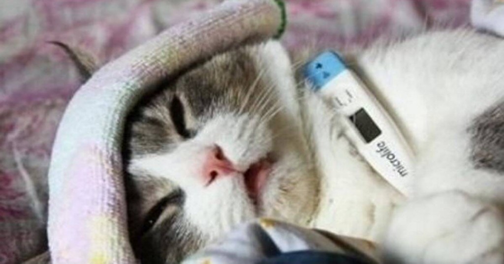 Why is My Cat Peeing on My Couch? These Are 7 Things to Check Before