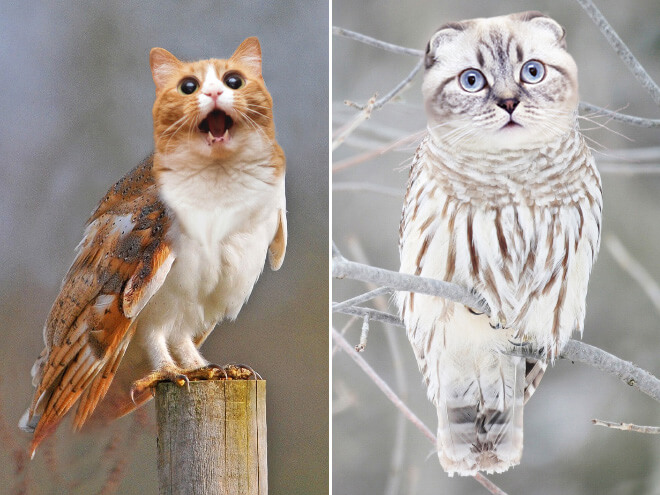 owls with cat heads 11 (1)