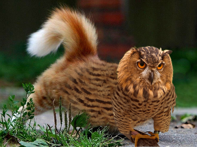 cat heads photoshopped onto owl bodies 4 (1)