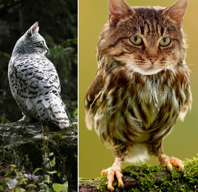 cat heads photoshopped onto owl bodies 5 (1)