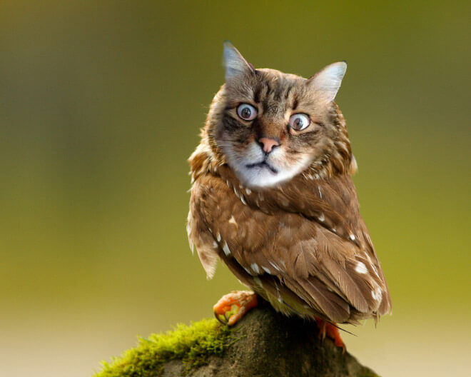 cat heads photoshopped onto owl bodies 6 (1)