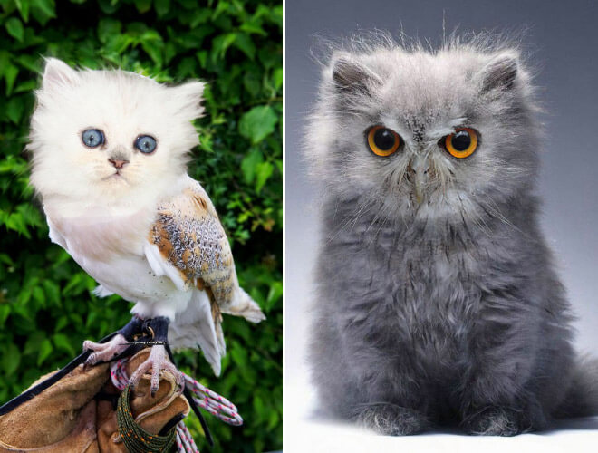 cat heads photoshopped onto owl bodies 7 (1)