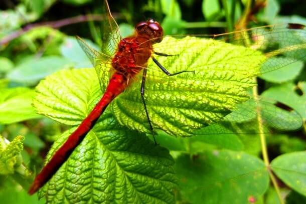 29 Red Animals That Are Too Beautiful To Describe