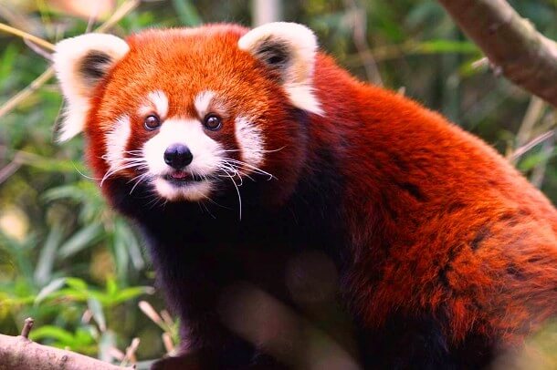 29 Red Animals That Are Too Beautiful To Describe
