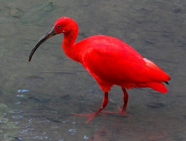 29 Red Animals That Are Too Beautiful To Describe