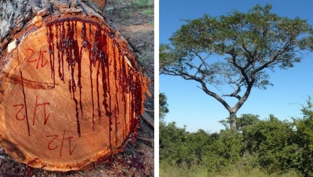 Image result for bloodwood tree