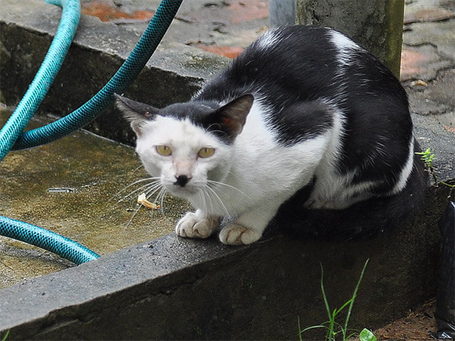 cats that look like hitler 1 (1)