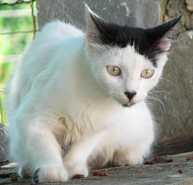 cats looking like hitler 12 (1)