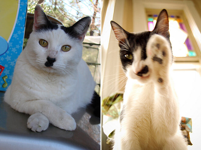 cats looking like hitler 14 (1)