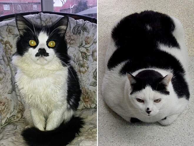 cats looking like hitler 16 (1)