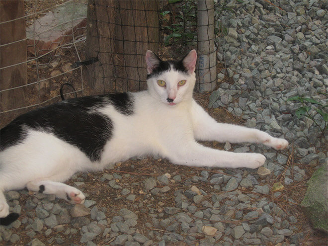 cats that look like hitler 17 (1)