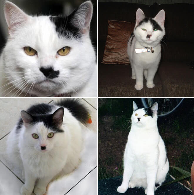 cats that look like hitler 18 (1)