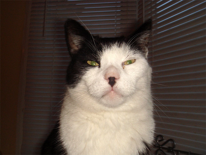 cats that look like hitler 19 (1)