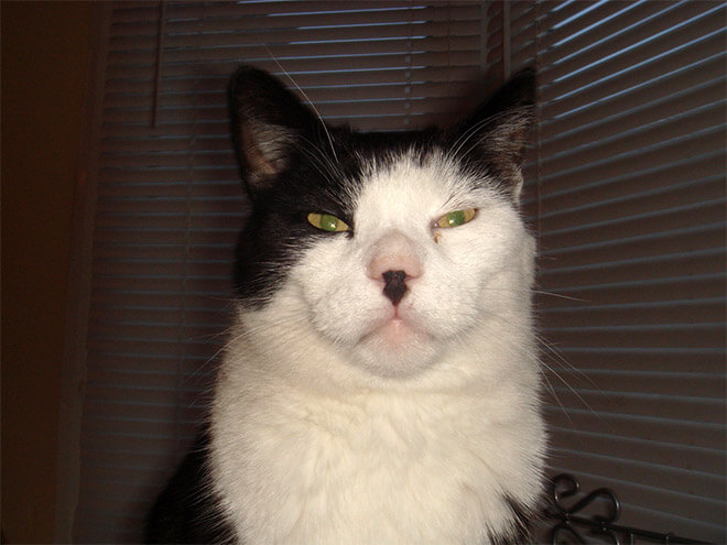 20 Cats That Look Like Hitler But Are Still Cute AF