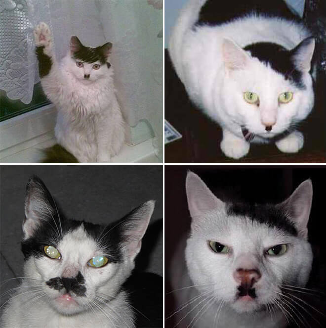 cats that look like hitler 2 (1)