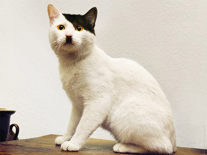 cats that look like hitler 20 (1)