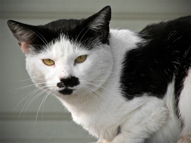 cats that look like hitler 3 (1)