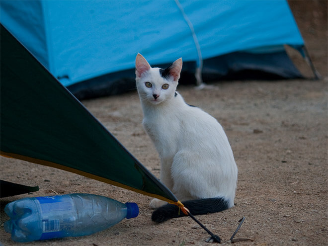 cats look like hitler 6 (1)