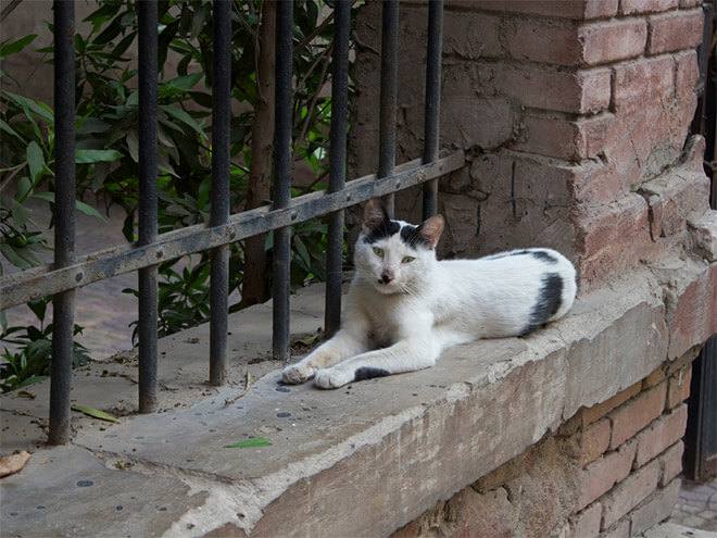 cats look like hitler 8 (1)