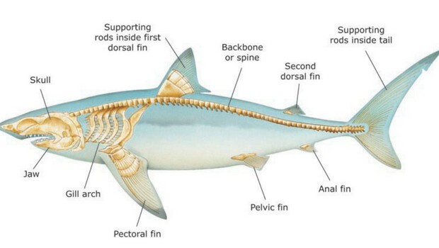 how-many-bones-do-sharks-have-and-why-the-answer-is-none