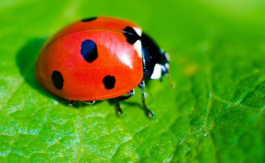 29 Red Animals That Are Too Beautiful To Describe