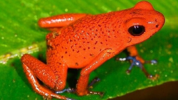 29 Red Animals That Are Too Beautiful To Describe