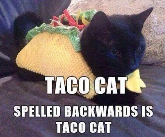 36 Taco Memes That Will Turn Any Day Into Taco Tuesday