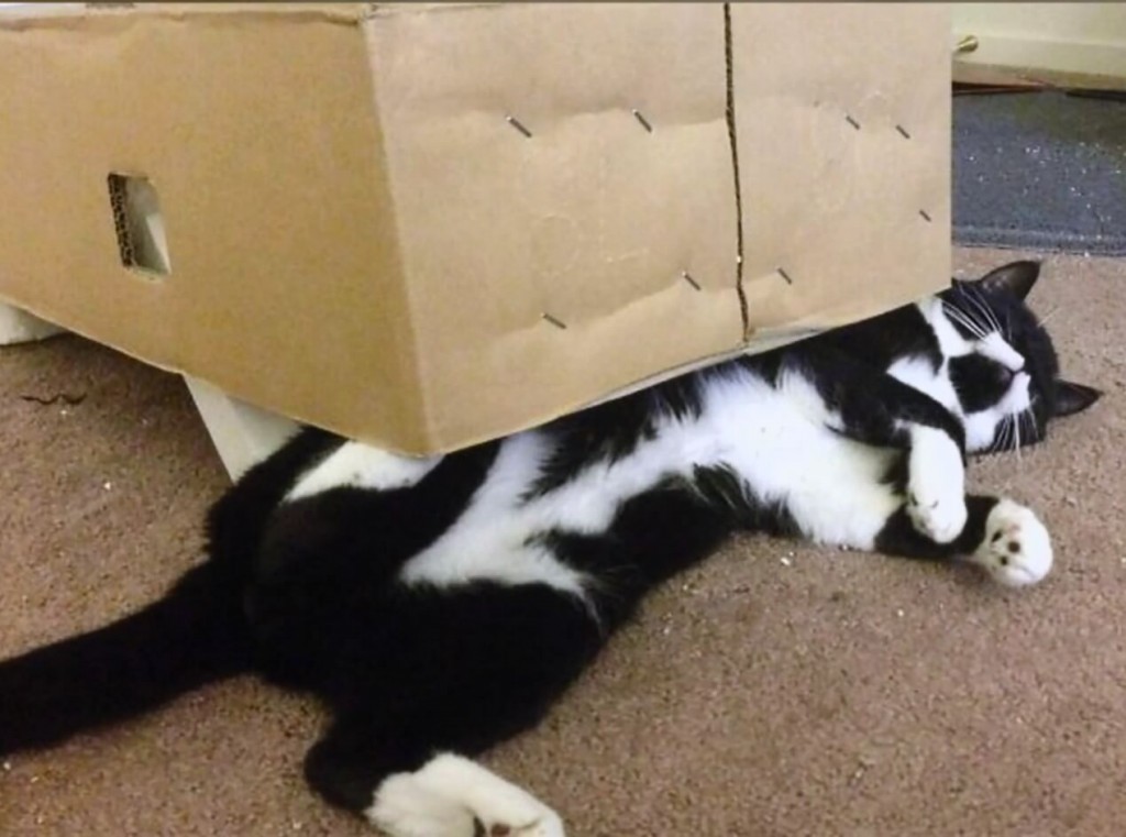 27 Unique Cat Markings That Look So Good You Think They're Fake