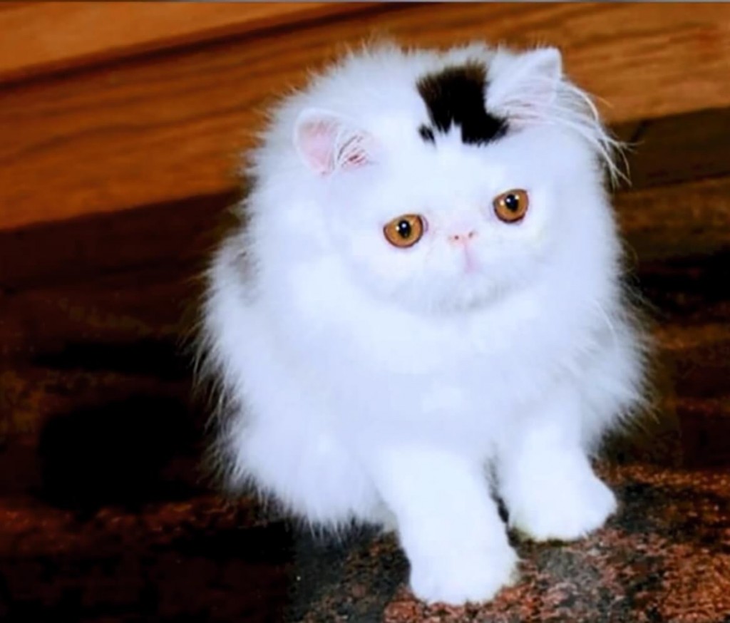 27 Unique Cat Markings That Look So Good You Think They're Fake