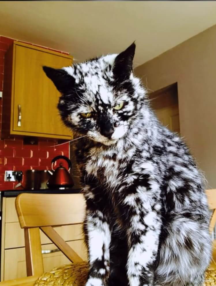 unique cat markings 2 (1)