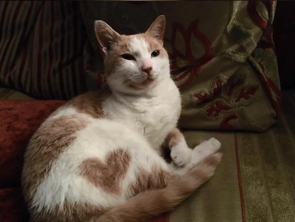 27 Unique Cat Markings That Look So Good You Think They're Fake