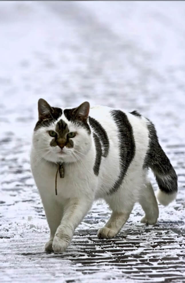 27 Unique Cat Markings That Look So Good You Think Theyre Fake