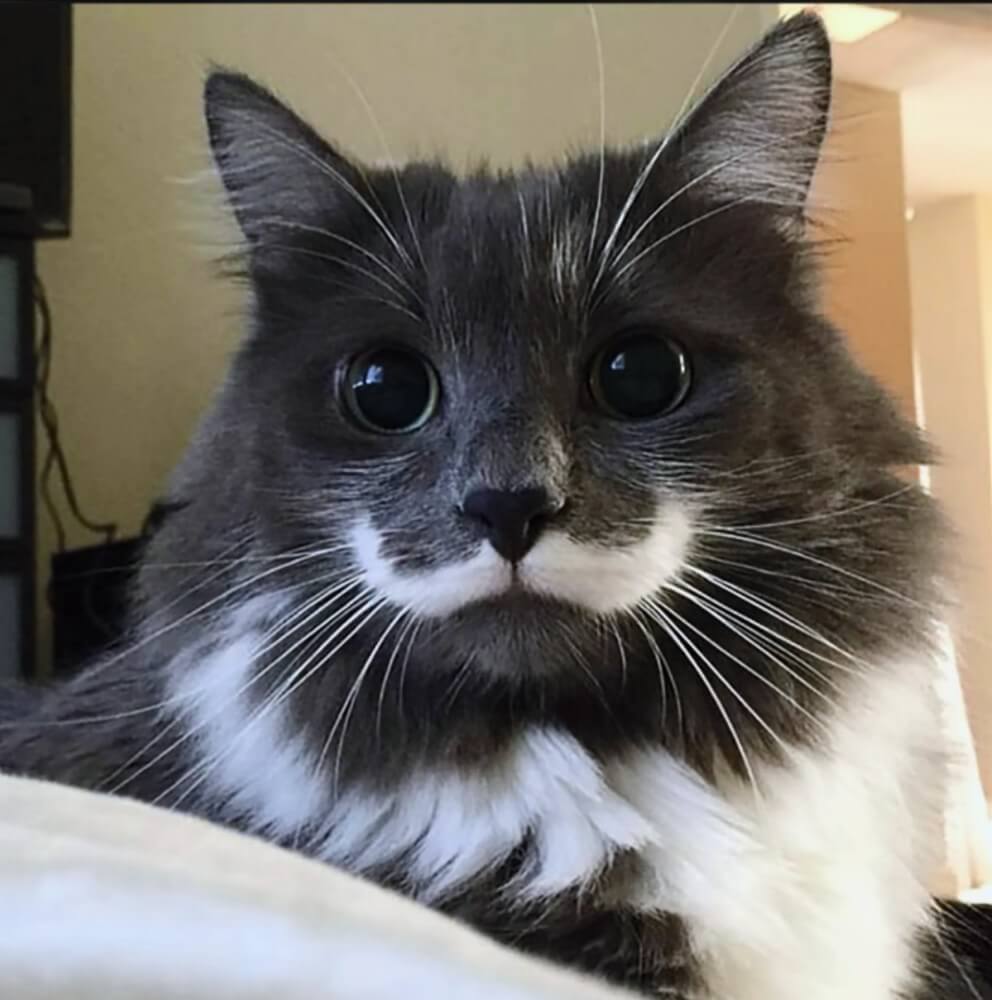 27 Unique Cat Markings That Look So Good You Think Theyre Fake