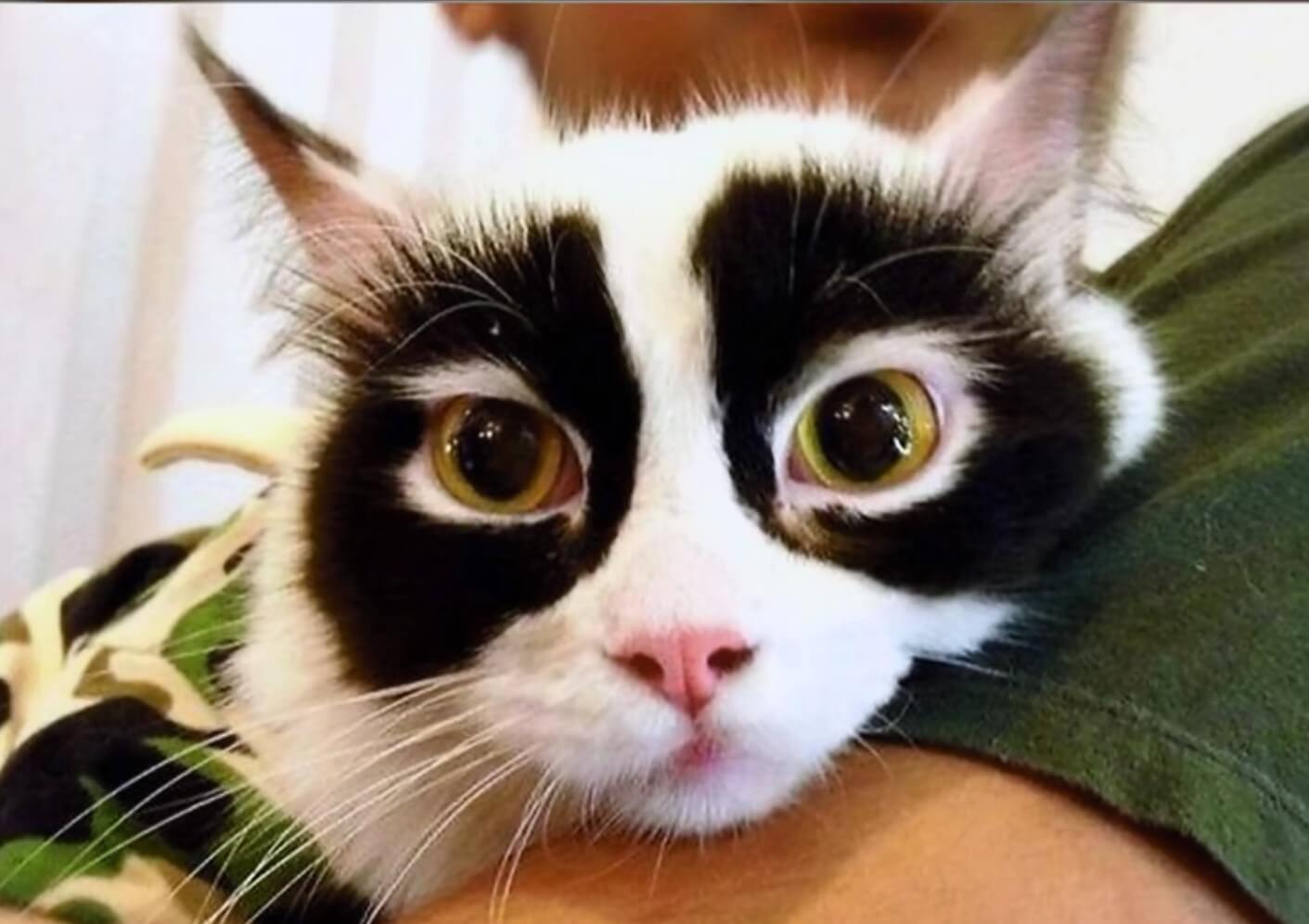 27 Unique Cat Markings That Look So Good You Think They're Fake