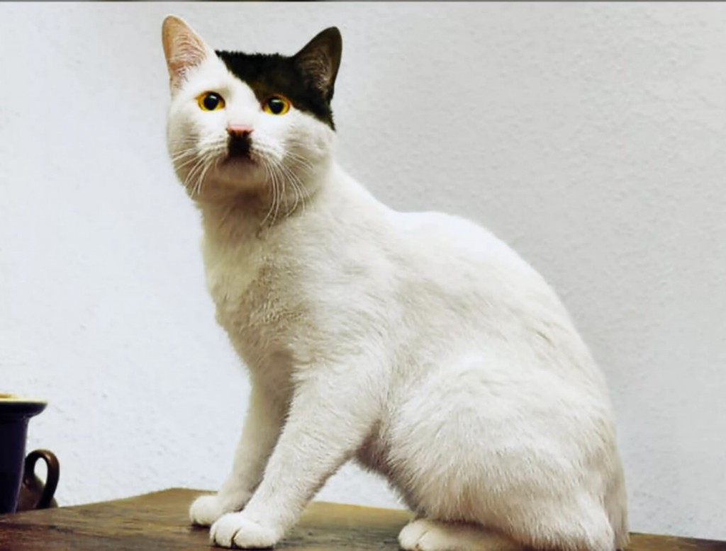 27 Unique Cat Markings That Look So Good You Think They're Fake