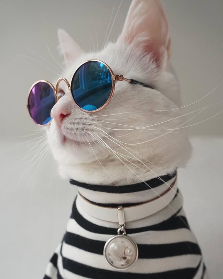 zappa-the-cool-cat