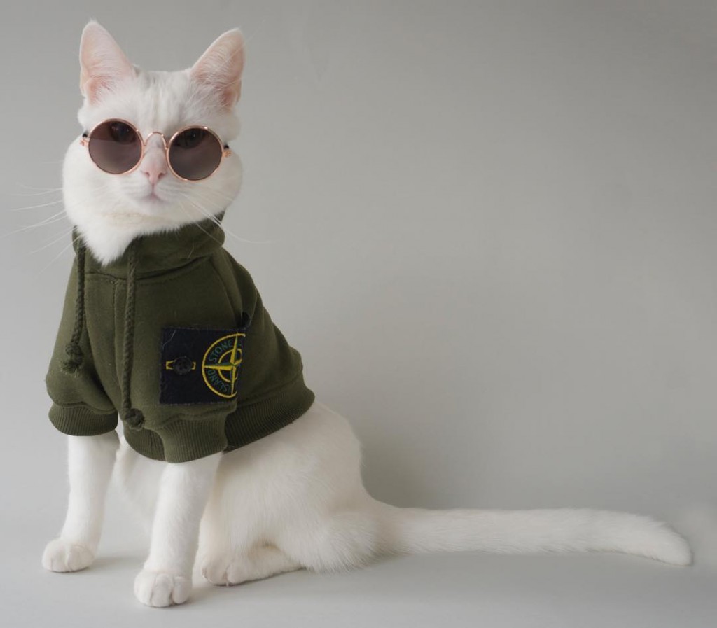 zappa-the-cool-cat