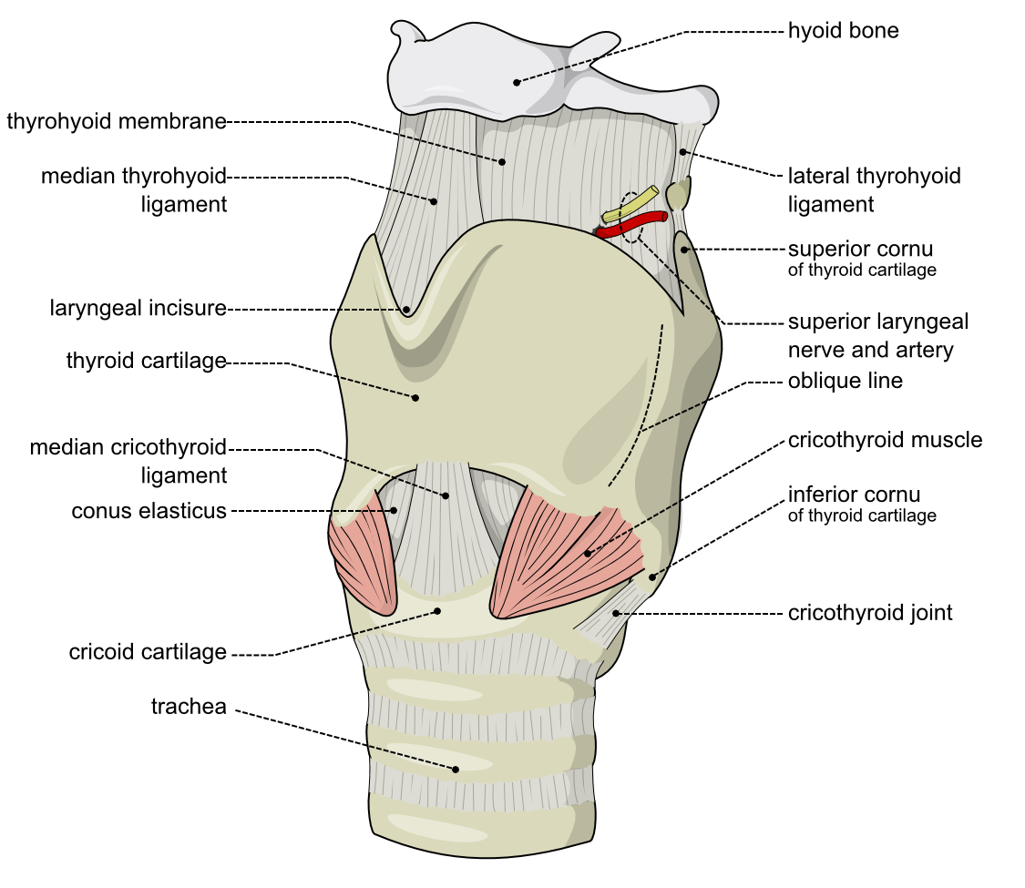 Larynx illustraion (1)