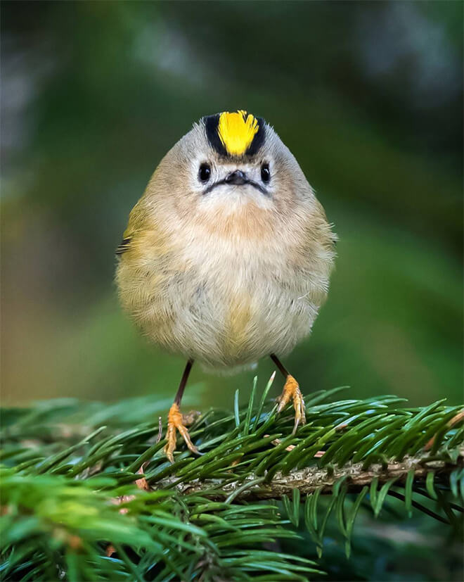 angry bird photography 1 (1)